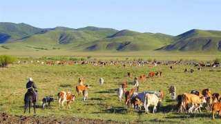 منغوليا تسجل خسارة 4.7 مليون رأس من الماشية بسبب الشتاء القارس