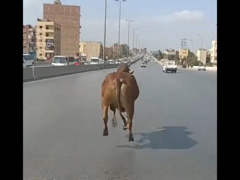 الصباح العربي