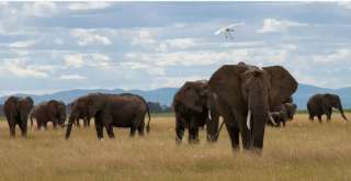جنوب إفريقيا.. مقتل سائح ”تحت أقدام فيل” بمنتزه قرب جوهانسبرغ