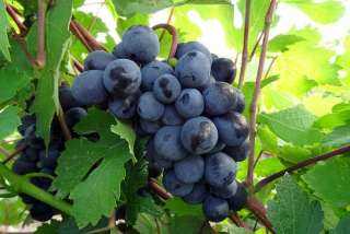 فوائد العنب الأسود للجسم