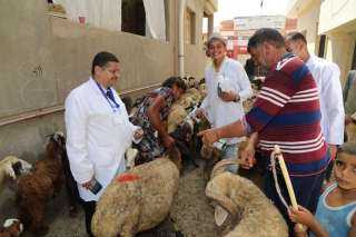 الزراعة احتفالا بعيد الفلاح ”الخدمات البيطرية” تفحص وتعالج 170 الف رأس ماشية مجانا لصغار المزارعين