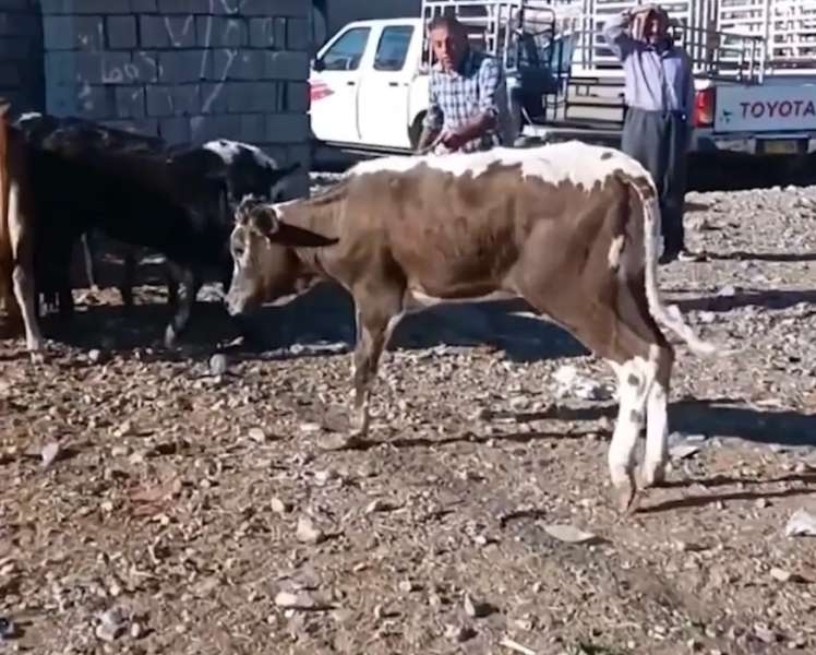  بقرة نادرة في العراق 