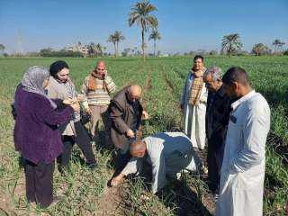 البحوث الزراعية: نشاط إرشادى مكثف فى إطار مبادرة المراكز الإرشادية خلال النصف الأول من شهر يناير 2025